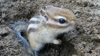 Illustration for article titled Inside Japan's Squirrel Gardens. Yes, Squirrel Gardens!